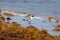 Seagull in seaweed