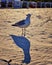 Seagull with shadow on the beach