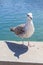 Seagull and shadow in a Marina in Cascais