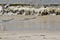 Seagull shadows on the beach