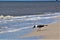 Seagull shadows on the beach