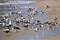 Seagull shadows on the beach