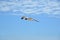 A seagull shares the beautiful blue background of a perfect sky