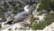 Seagull on the shore. Close up view of white birds seagulls.