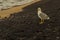 Seagull on the shore of a volcanic beach stromboli island