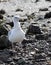 Seagull on the shoreline at Qualicum Beach