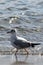 Seagull on the shoreline of a sandy beach, with the calm blue ocean stretching out in the background