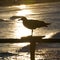 Seagull silhouette