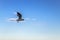 Seagull silhouette against blue sky. White bird seagull flying in the sunny sky. Wild seagull with natural blue background.