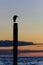 Seagull silhouette resting on a post at sunset