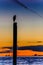 Seagull silhouette resting on a post at sunset