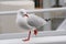 Seagull (Silver Gull)