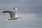 Seagull. Simple soft nature image of a gull in profile.