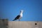 Seagull Singing