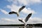 Seagull, single or group flying in the beautiful blue sky, some chasing after food to eat as well