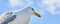 A seagull sits against the blue sky in the sun, Wide long cover or banner