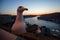 Seagull sits on the background of Douro river at night, Porto