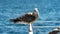 Seagull sits on the bar in Istambul