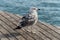 Seagull sits at the dock