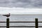 A seagull sits on the Fence in New Jersey