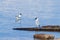A seagull sits on a log near the shore, another gull swims near the shore.