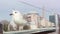 Seagull sits on outdoor terrace of a restaurant overlooking the Hagia Sophia Mosque.