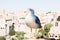 A seagull sits over Rome