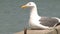 Seagull sits on pier 1 of 2