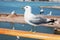 Seagull sits on railing.