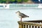 A seagull sits on a railing on the banks of the Rhine in Cologne