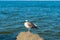 Seagull sits on rocks against background of sea