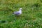 A seagull sits on the shore. Pacific coast. Katiki point. South Island, New Zealand