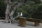 Seagull sits on a stump near a tree