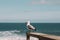 A seagull sits on a wooden pier.