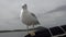 Seagull sits on yacht and eats cracker from hand of man in ocean.