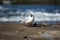 Seagull sitting on the beach, in the background the Baltic Sea,