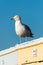 Seagull sitting on beach sheds in sunset
