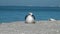 Seagull sitting on a beach on a sunny day.