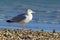 Seagull sitting on the beach in Worthing, UK