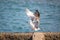 Seagull sitting on the breakwater waving wings
