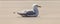 Seagull sitting on concrete. Blurred background