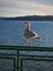 Seagull sitting on ferry boat railing in Seattle, Washington
