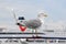 Seagull Sitting On Ferry Handrail