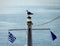 Seagull is sitting on the ferryboat, Greece