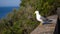 Seagull sitting on fort wall, Cannes Iles de Lerins