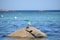 A seagull sitting on a Giant rock in the sea