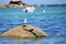 A seagull sitting on a Giant rock in the sea