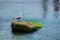 Seagull sitting on green rock in water near the Nesebar city, Bulgaria