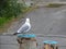 A seagull sitting high on a cut poplar trunk