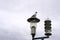 Seagull sitting on a lantern of public lighting. There is overcast sky.